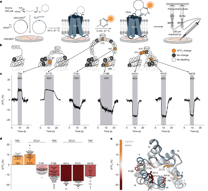 Ligandspecific activation trajectories dictate GPCR signalling in cells - صورة مميزة صورة مميزة: Ligandspecific activation trajectories dictate GPCR signalling in cells